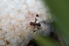Epiplatea erosa