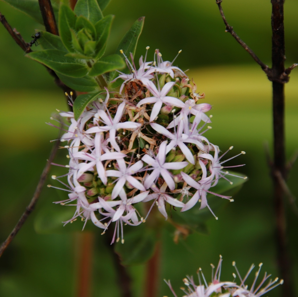 Otiophora inyangana