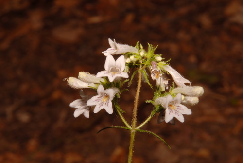 Image of Penstemon kralii by (c) Brian Finzel, some rights reserved (CC BY-SA)