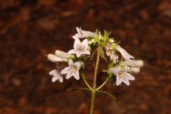 Penstemon kralii