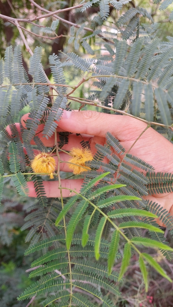 Parasenegalia visco; photograph Tomás Tamagno, CC BY, iNaturalist via GBIF