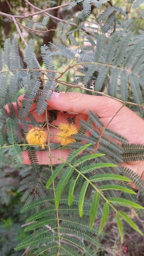 Parasenegalia visco