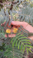 Parasenegalia visco
