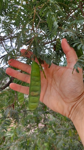 Parasenegalia visco, photograph 1