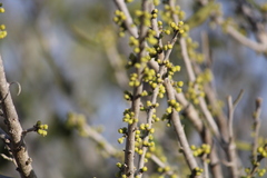 Forestiera angustifolia