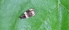 Olethreutes fasciatana