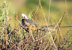 Colius leucocephalus
