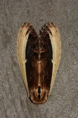 Truncaptera gigantea