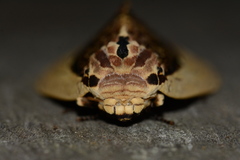 Truncaptera gigantea