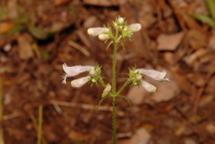 Penstemon kralii