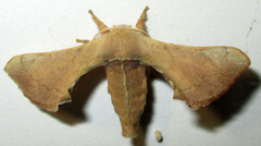 Bombycidae