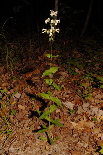 Image of Penstemon kralii by (c) Brian Finzel, some rights reserved (CC BY-SA)