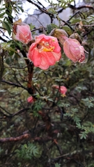 Passiflora trifoliata