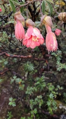 Passiflora trifoliata