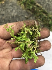Selaginella apoda
