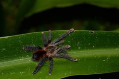 Avicularia hirschii