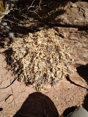 Lomatium latilobum