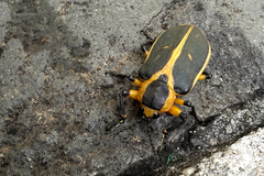 Mecistomela marginata