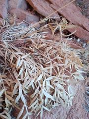 Lomatium latilobum