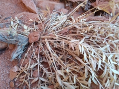 Lomatium latilobum