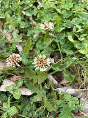 Trifolium repens