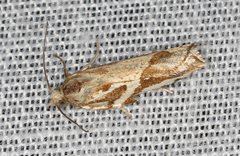 Technitis cataractis