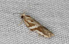 Technitis cataractis