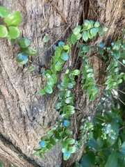 Metrosideros perforata