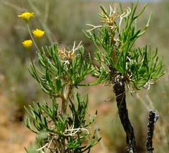 Euryops subcarnosus vulgaris