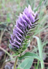 Lepidagathis cyanea