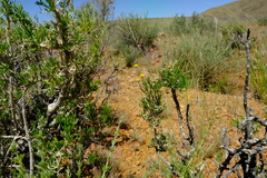 Euryops subcarnosus vulgaris