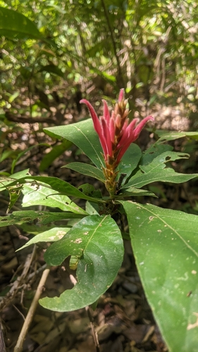 Aphelandra scabra image