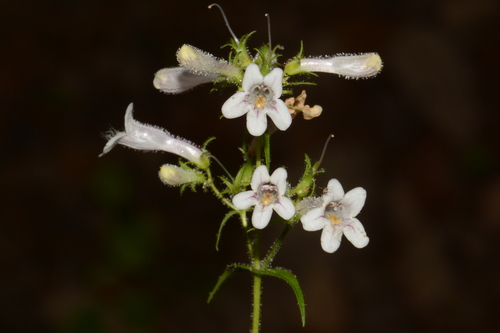 Kral's beardtongue (Penstemon kralii)