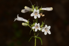 Penstemon kralii