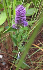 Lepidagathis cyanea