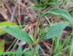 Lepidagathis cyanea