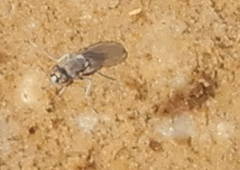 Ephydrini