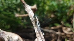 Acisoma attenboroughi