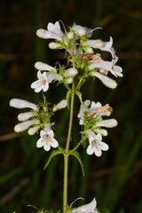 Penstemon kralii