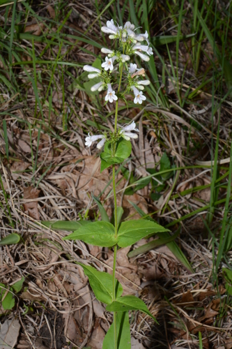Image of Penstemon kralii by (c) Brian Finzel, some rights reserved (CC BY-SA)