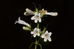 Penstemon kralii