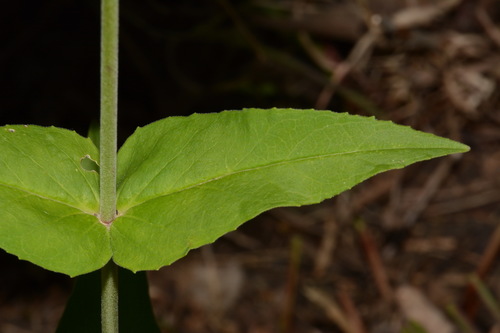 Image of Penstemon kralii by (c) Brian Finzel, some rights reserved (CC BY-SA)