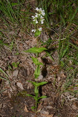 Penstemon kralii