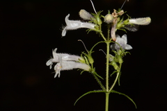 Penstemon kralii