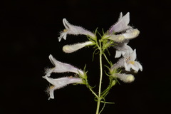 Penstemon kralii