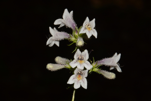 Kral's beardtongue (Penstemon kralii)