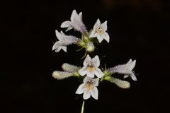 Penstemon kralii