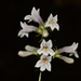 Kral's Beardtongue - Photo (c) Brian Finzel, some rights reserved (CC BY-SA), uploaded by Brian Finzel