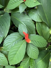 Ruellia chartacea