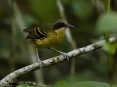 Myrmoborus myotherinus